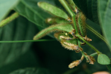 insect pests on soybean leaves