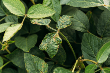 soybean leaves with soybean diseases