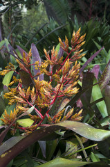 Obraz premium Sydney Australia, flower spike of a Aechmea callichroma