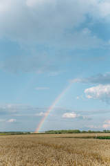wheat field against a blue sky and a rainbow