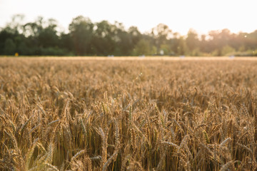 wheat field against a blue sky and a rainbow