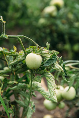 Green tomatoes on beds against sky background