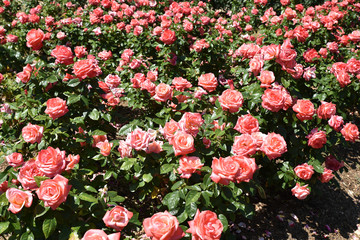 Rosier rose au soleil