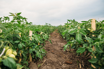 Green tomatoes on beds against sky background
