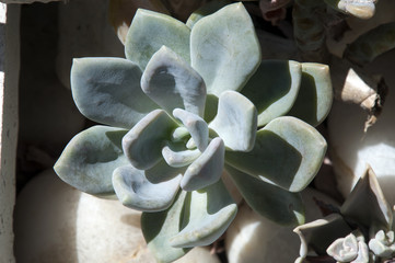 Sydney Australia, succulent in cactus garden on a sunny day