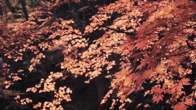 木漏れ日の森 紅葉 １２０ 晩秋のもみじ かえで