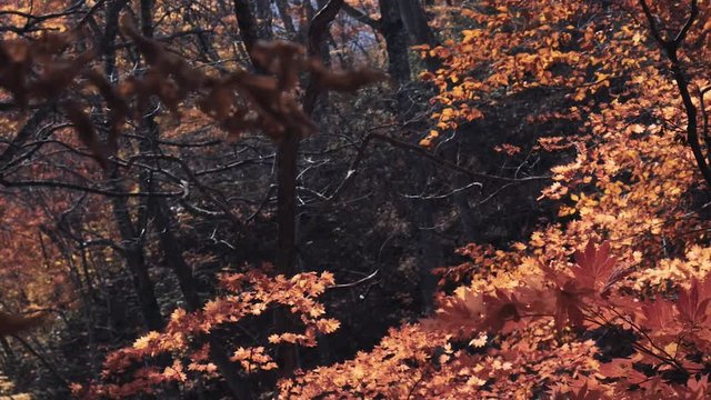 木漏れ日の森 紅葉 １２１ 晩秋のもみじ かえで