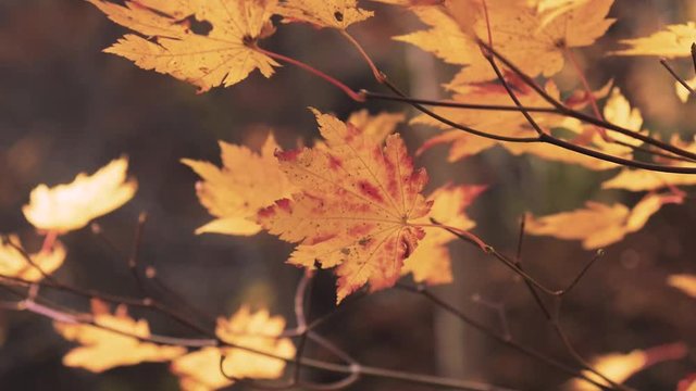 木漏れ日の森 紅葉 １２２ 晩秋のもみじ かえで