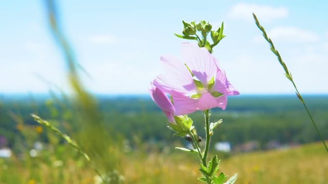 The medicinal plant Althaea officinalis (marsh mallow) sway in the wind in the field among the grasses. In the background a blue sky with clouds.