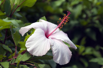 Sydney Australia, pale pink hibiscus flower with bright pink stamen