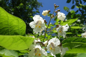 Blossom of catalpa  tree against blue sky