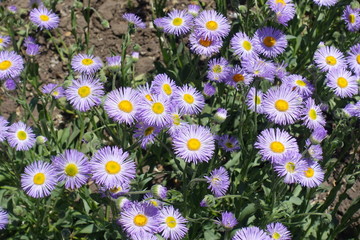 Close view of violet flowers of aspen fleabane
