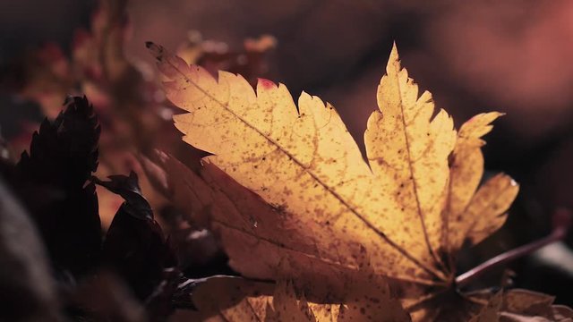 木漏れ日の森 紅葉 １２６ 晩秋のもみじ かえで
