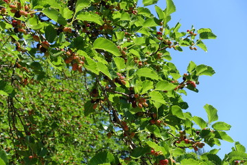 Branches of mulberry with fruits against the sky