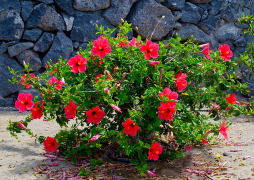 Hibiscus bush with red flowers (China rose,Gudhal,Chaba,Shoe flower) in the garden on a rainy day.Tenerife,Canary Islands, Spain.
