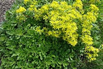 Leafage and yellow flowers of Sedum kamtschaticum