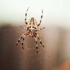 Kreuzspinne Araneus in ihrem Netz