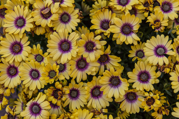 Many yellow flowers with a dark purple core. View from above
