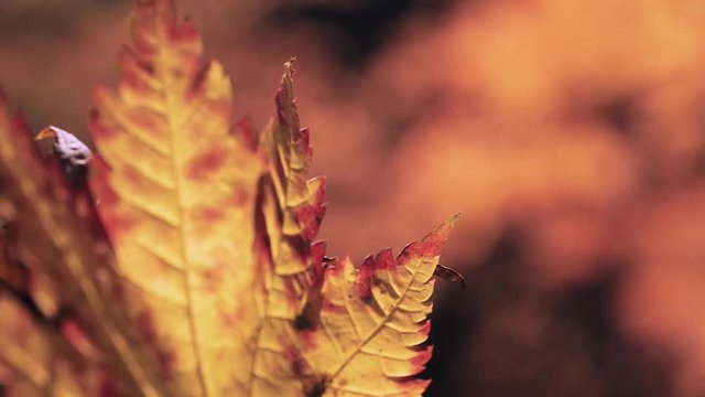 木漏れ日の森 紅葉 １２９ 晩秋のもみじ かえで
