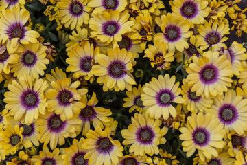 Fototapeta na wymiar Yellow flowers with a violet core