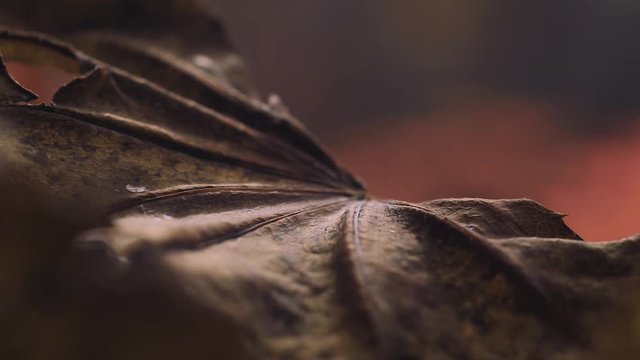 木漏れ日の森 紅葉 １３０ 晩秋のもみじ かえで