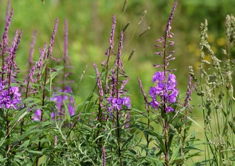 Fototapeta premium closeup of a bunch of Willow-herb pink Epilobium flowers of fireweed 