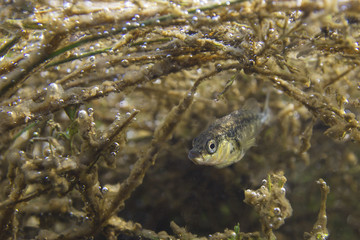 Freshwater fish Three spined stickleback (Gasterosteus aculeatus) in the beautiful clean pound. Underwater shot in the lake. Wild life animal. Nature habitat with nice background. River habitat.