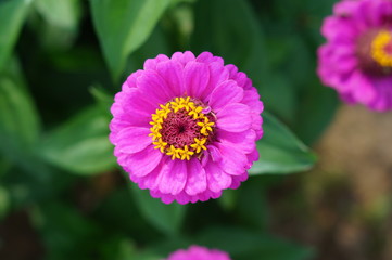Obraz premium Zinnia