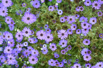 Mass of blue flowers 