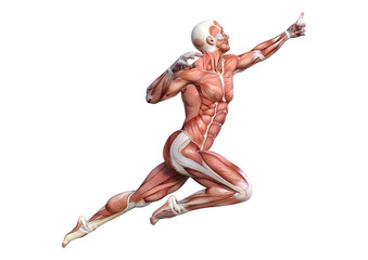 3D Rendering Male Anatomy Figure on White