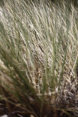 Close up of beach grass at Booti Booti Beach, Port Stephens, NSW, Australia.