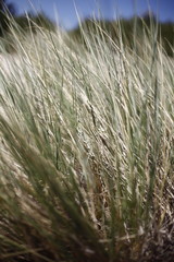 Close up of beach grass at Booti Booti Beach, Port Stephens, NSW, Australia.