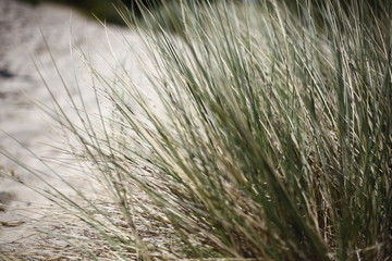 Close up of beach grass at Booti Booti Beach, Port Stephens, NSW, Australia.