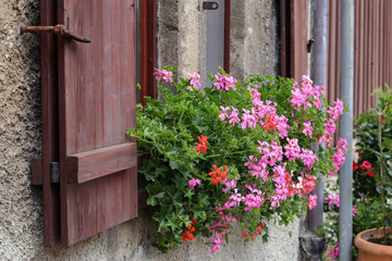 Fototapeta na wymiar Geranium - beautiful balcony flowers