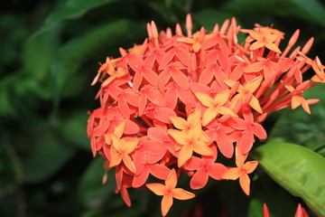 Nice Yellow Ixora flowers