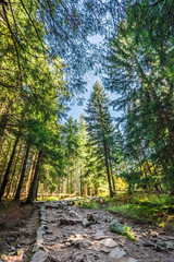 Green forest in Tatra mountains at sunrise in autumn