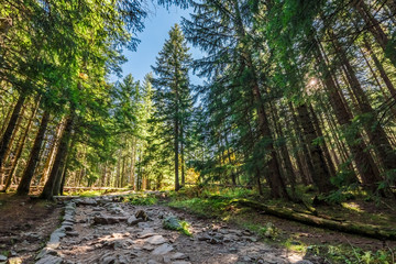 Beautiful forest in Tatra mountains in autumn, Poland