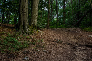empty lonely trail in deep forest nature scenery green summer shadows environment with nobody