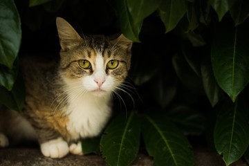 domestic cat animal close portrait in the street nature outdoor park green environment between leaves