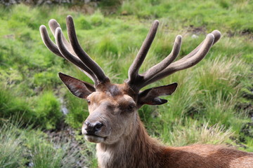 Red Deer Stag Scotland 