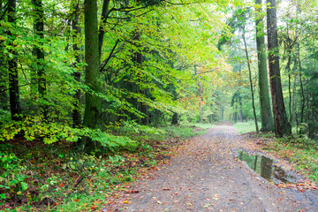 Fototapeta premium Leafy forest in the autumn in Poland
