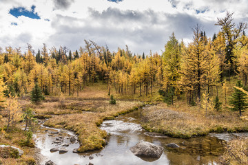 Obraz na płótnie Canvas Sunshine Meadows in Canada's Banff National Park.