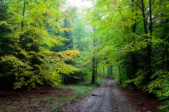 Fototapeta Breathtaking green path in the forest, Poland