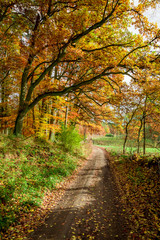 Fototapeta na wymiar Yellow and green path in the autumn forest, Europe
