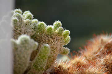 Cacti standing in a window lit by the sun