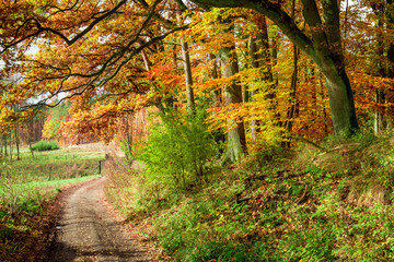 Stunning path in the autumn forest, Europe