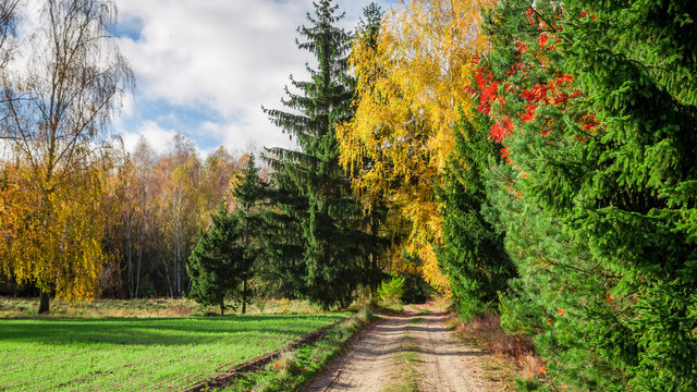 Fototapeta Path full od color in the forest, Europe