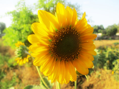 Flower of sunflower