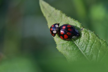 ladybugs, leaf, summer