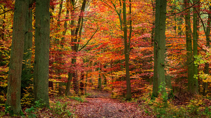 Stunning autumn full of red and yellow leaves forest